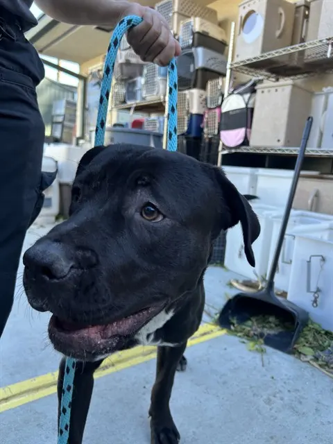 Adoptable Dog
