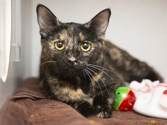 Lulu