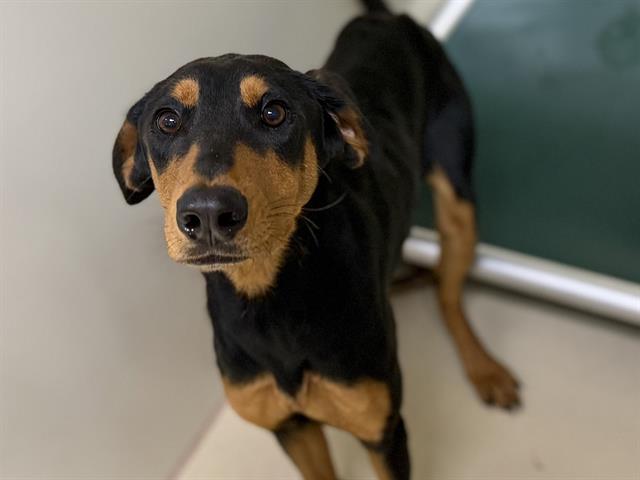 Adoptable Dog