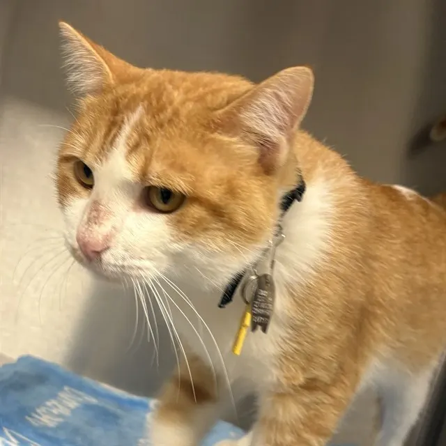 Gordo