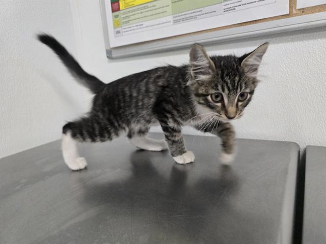 Adoptable Cat