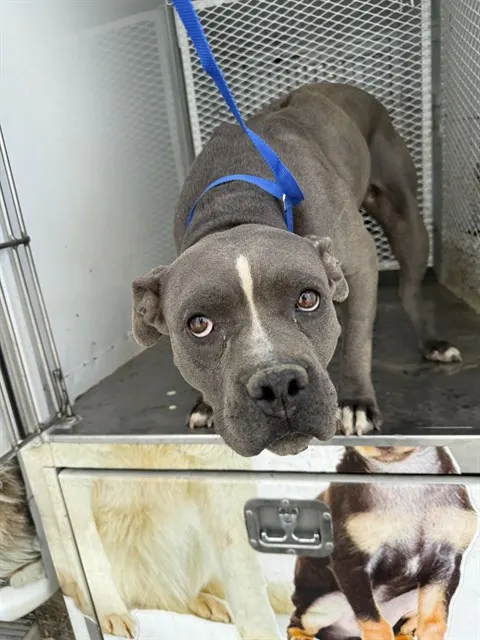 Adoptable Dog
