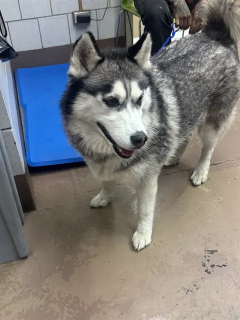 Adoptable Dog