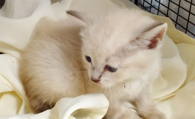 Adoptable Cat