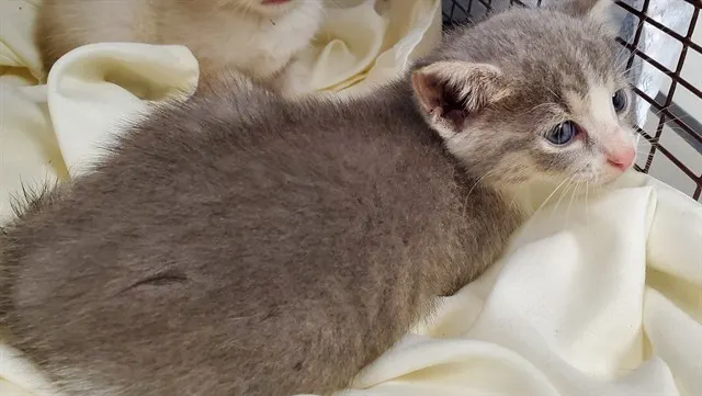 Adoptable Cat