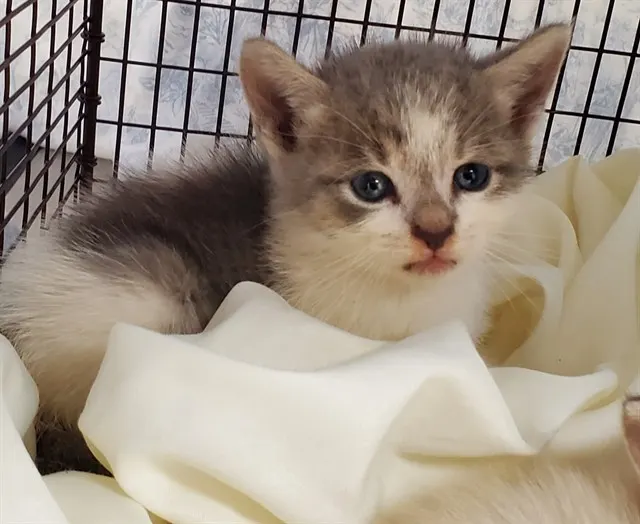 Adoptable Cat