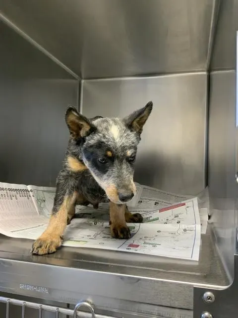 Adoptable Dog