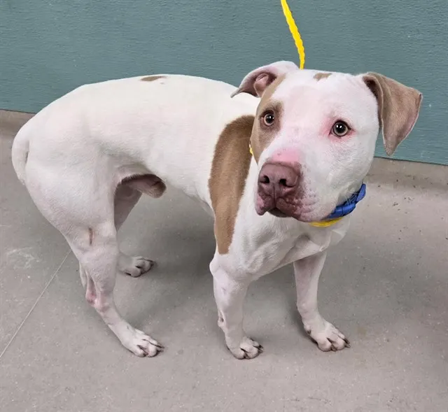 Adoptable Dog