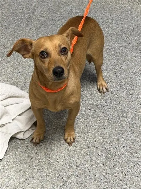 Adoptable Dog