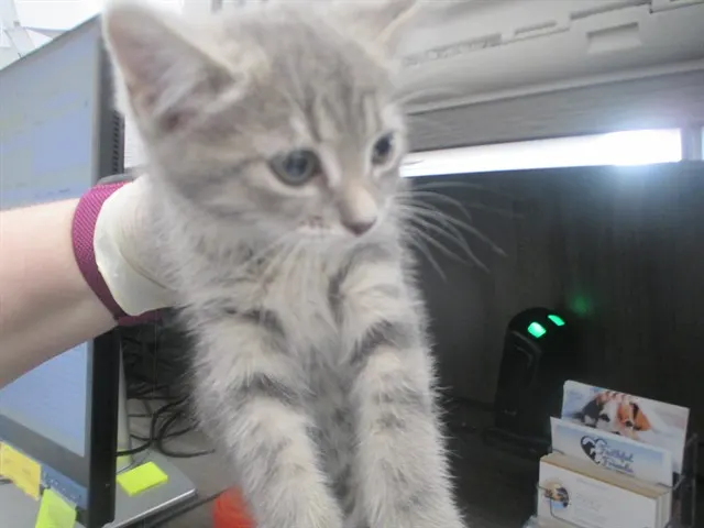 Adoptable Cat