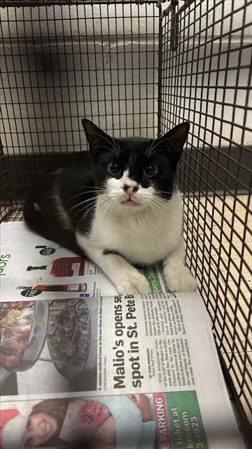Adoptable Cat