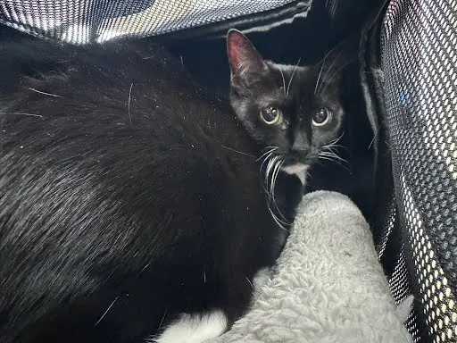 Sophie