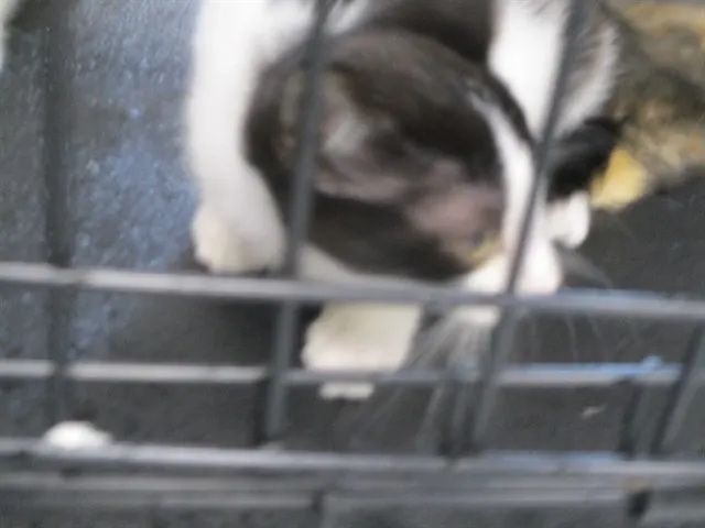 Adoptable Cat