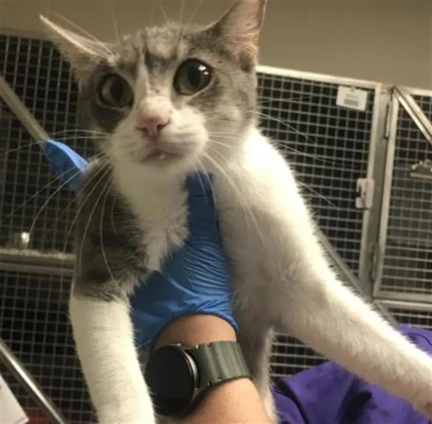 Adoptable Cat