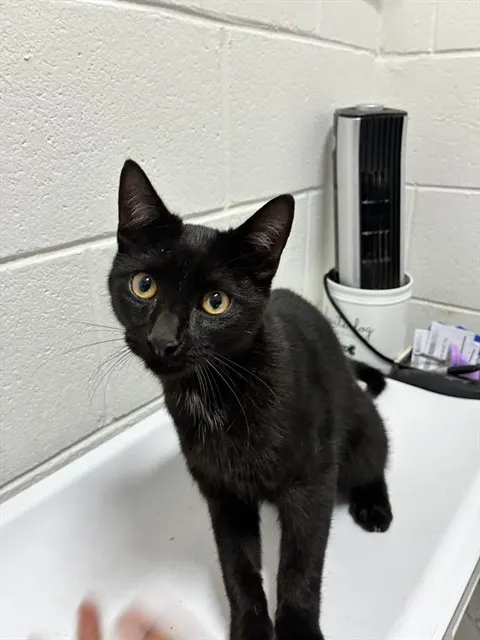 *Salem