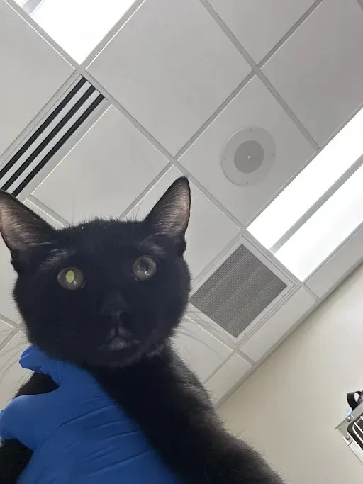 *Kitty