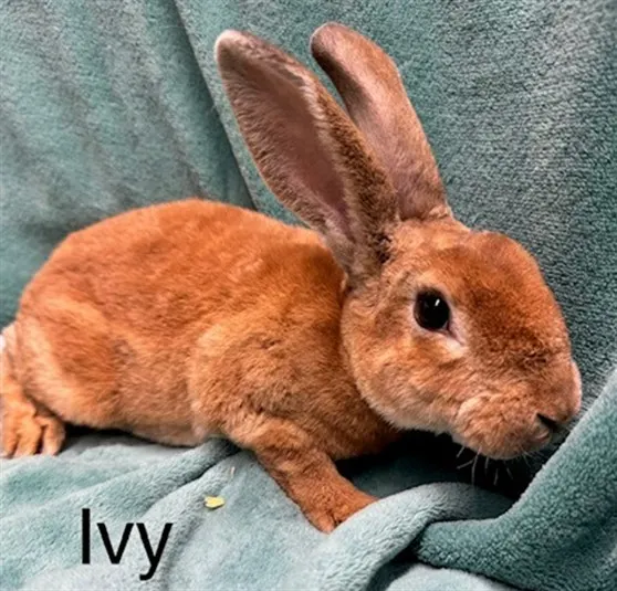 Ivy