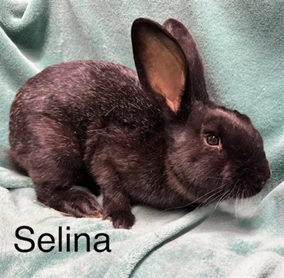 Selina