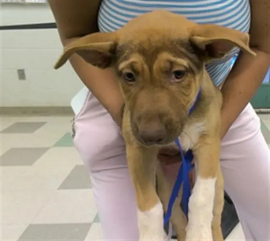 Adoptable Dog