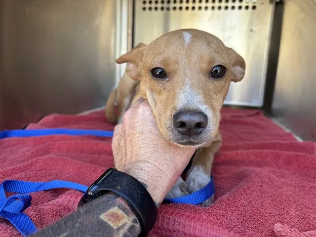 Adoptable Dog