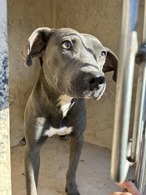 Adoptable Dog