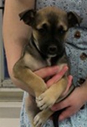 Adoptable Dog