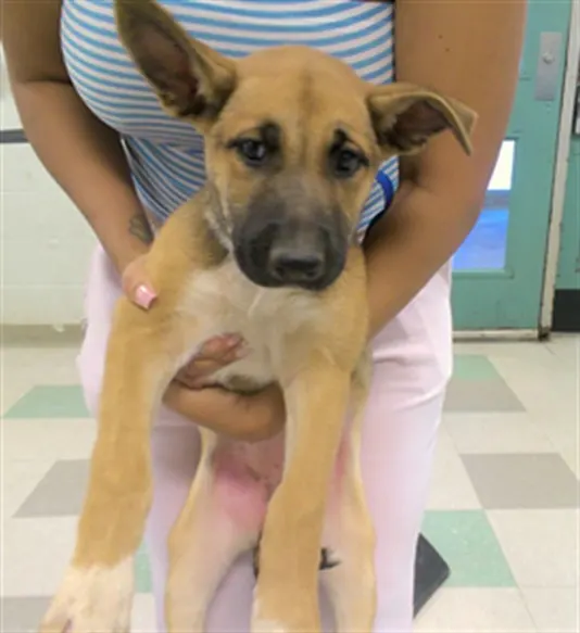 Adoptable Dog