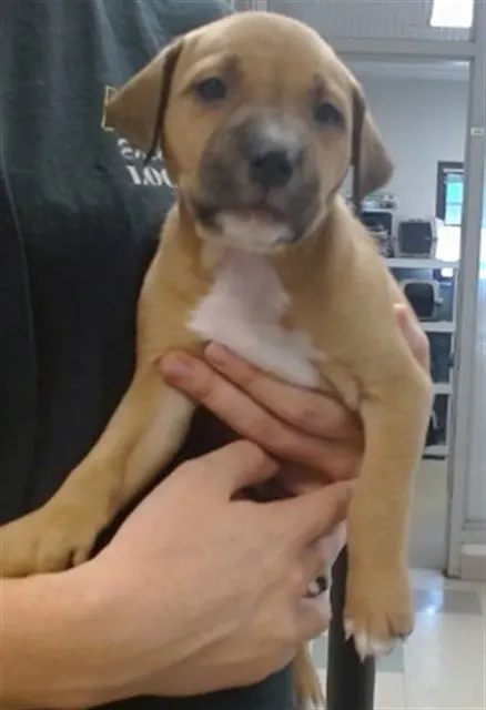 Adoptable Dog