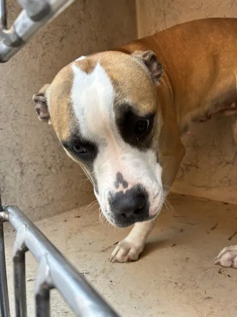 Adoptable Dog