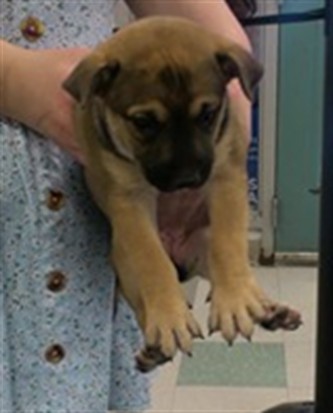 Adoptable Dog