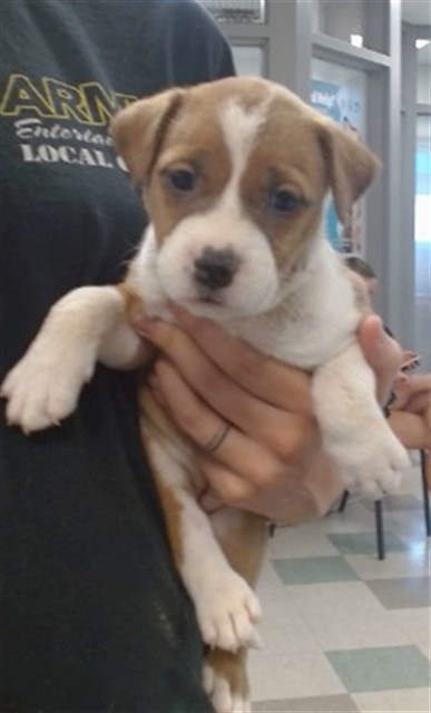 Adoptable Dog