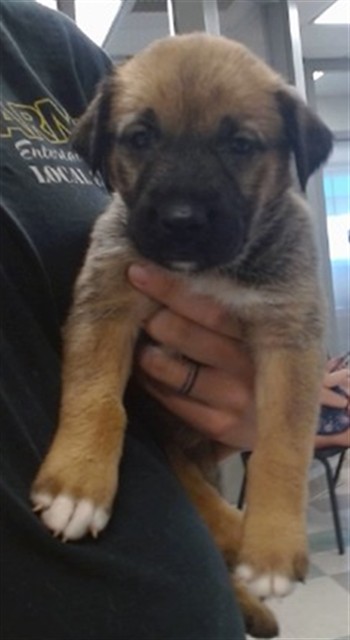 Adoptable Dog