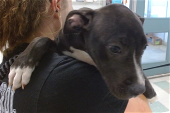 Adoptable Dog