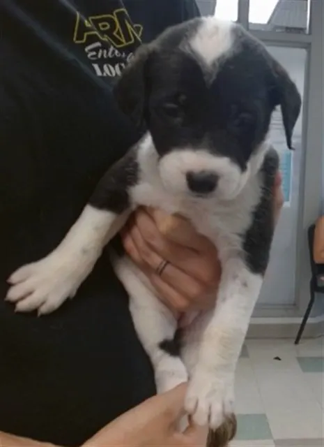 Adoptable Dog