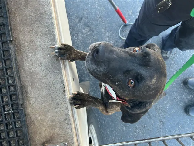 Adoptable Dog