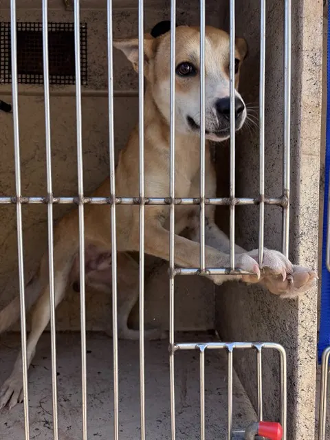 Adoptable Dog