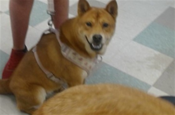 Adoptable Dog