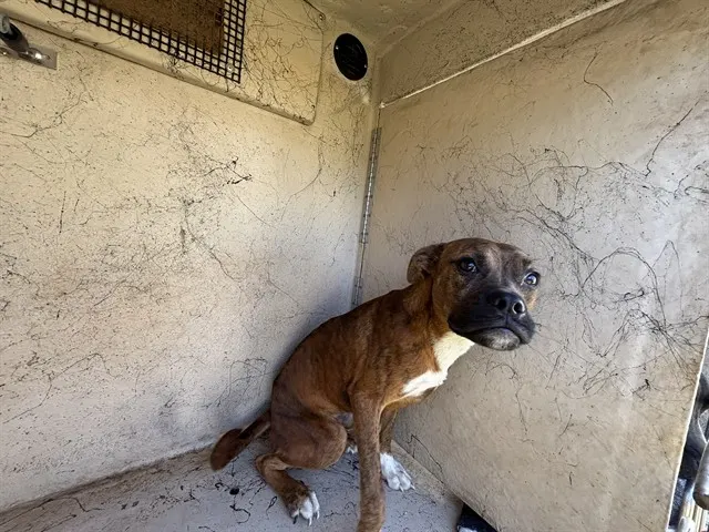 Adoptable Dog