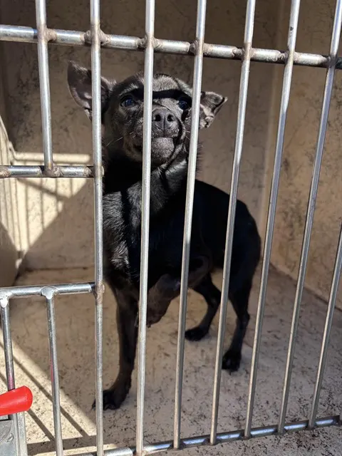 Adoptable Dog