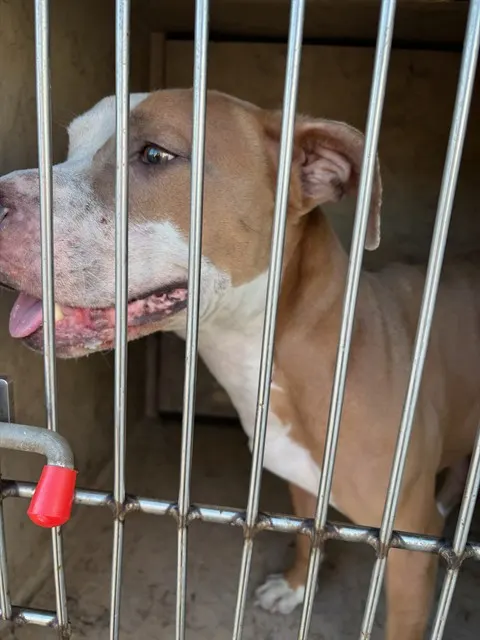 Adoptable Dog
