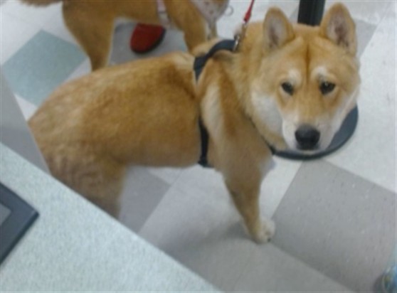 Adoptable Dog