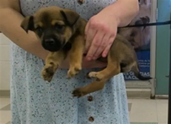 Adoptable Dog