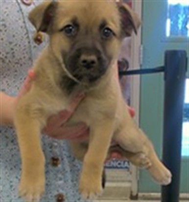 Adoptable Dog