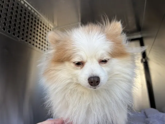 Adoptable Dog