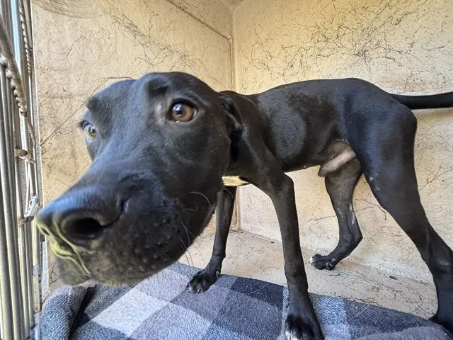 Adoptable Dog