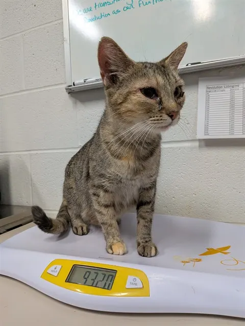 Adoptable Cat