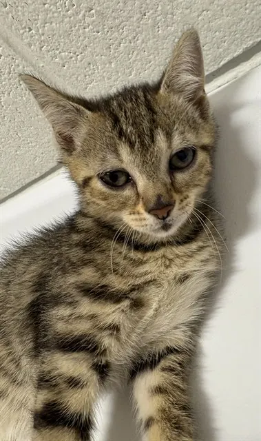 *Basil