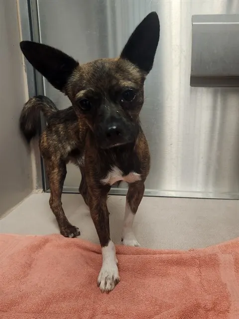 Adoptable Dog