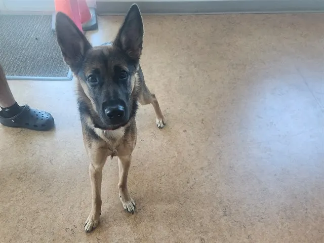 Adoptable Dog