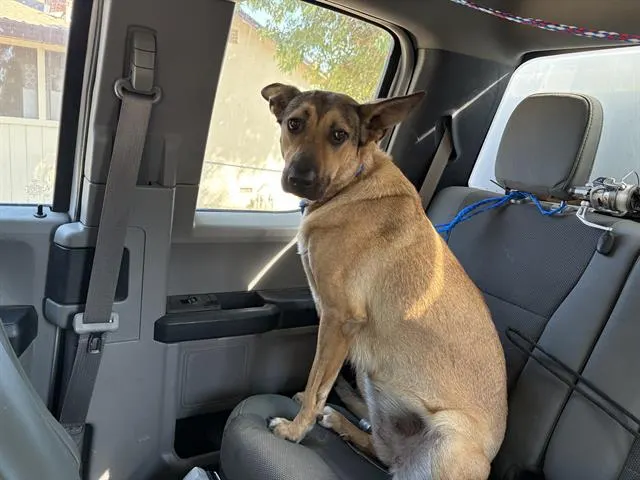 Adoptable Dog